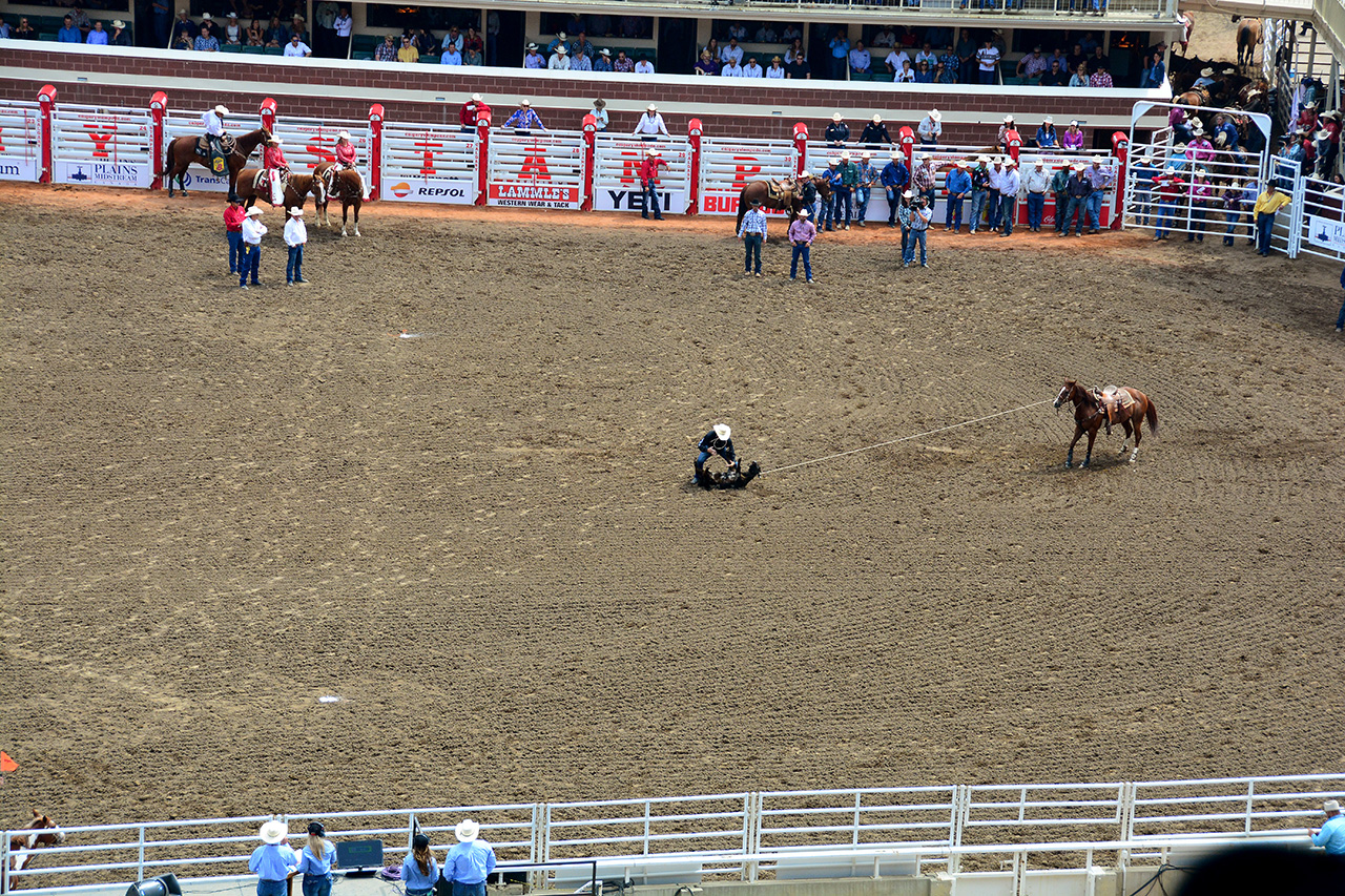 2017-07-10, 041, Calgary Stampede, AB, Tie Down Roping