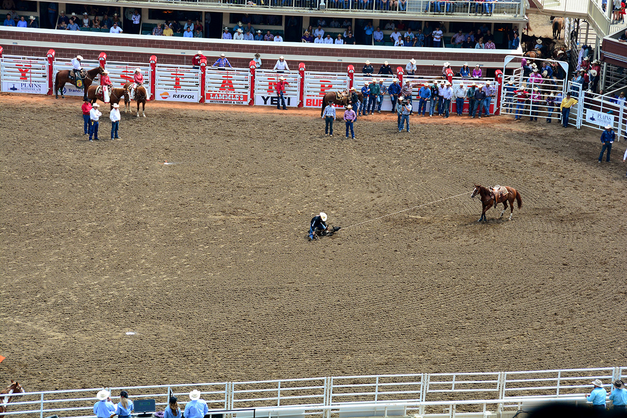 2017-07-10, 042, Calgary Stampede, AB, Tie Down Roping