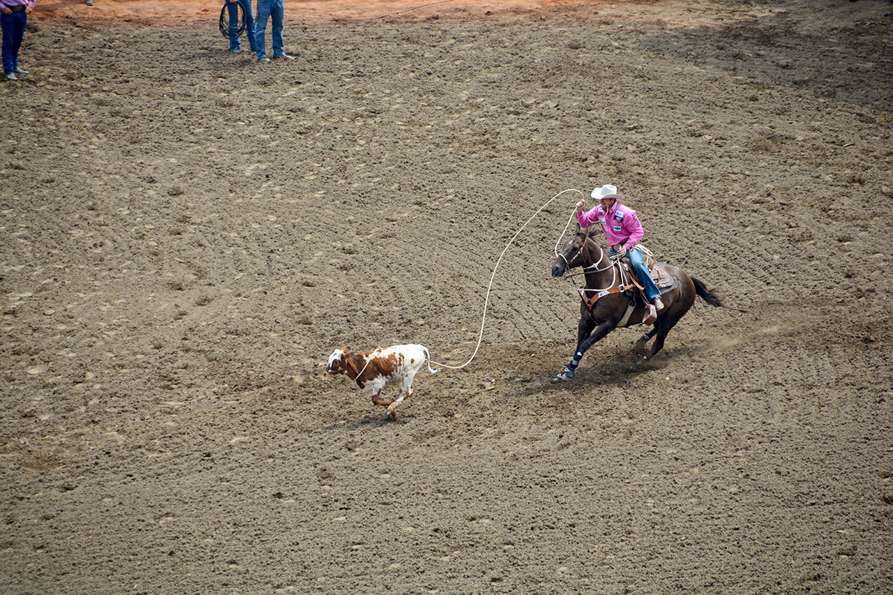 2017-07-10, 045, Calgary Stampede, AB, Tie Down Roping