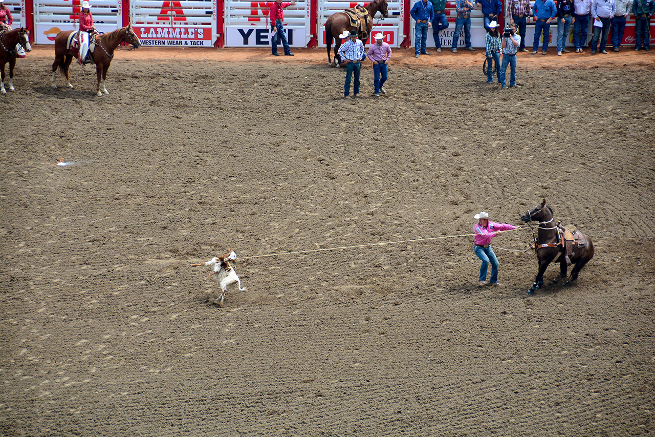 2017-07-10, 046, Calgary Stampede, AB, Tie Down Roping