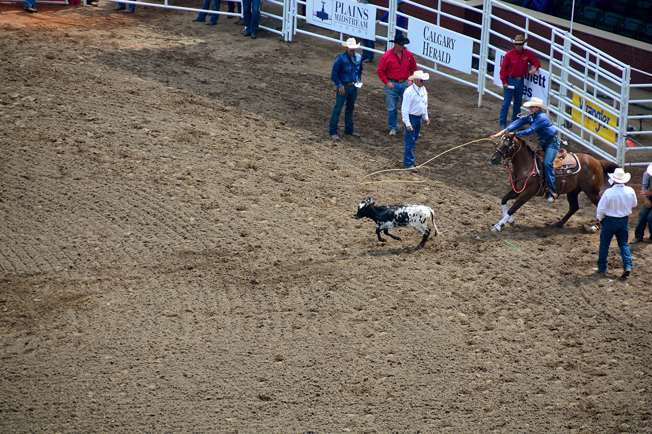 2017-07-10, 050, Calgary Stampede, AB, Tie Down Roping