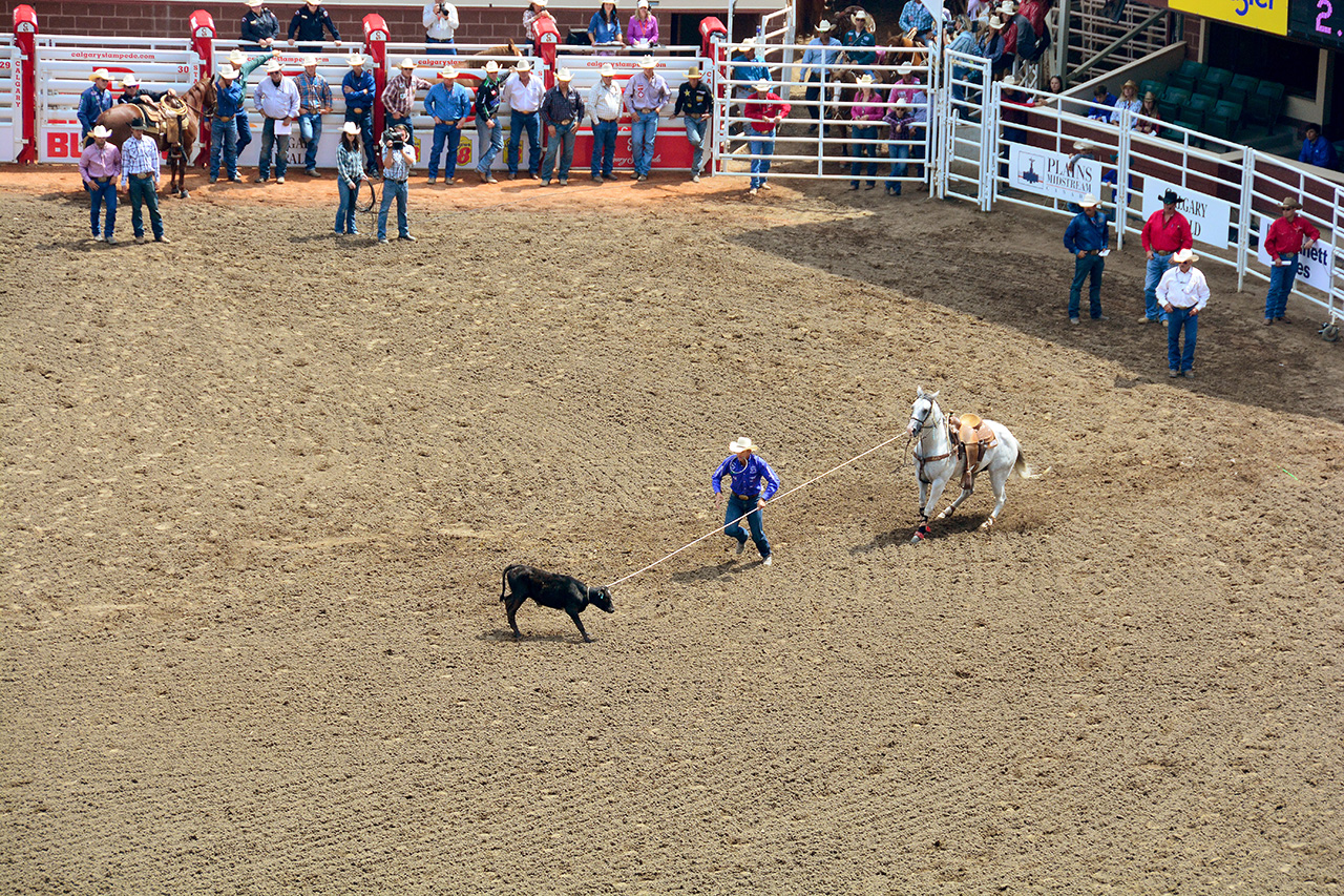 2017-07-10, 057, Calgary Stampede, AB, Tie Down Roping