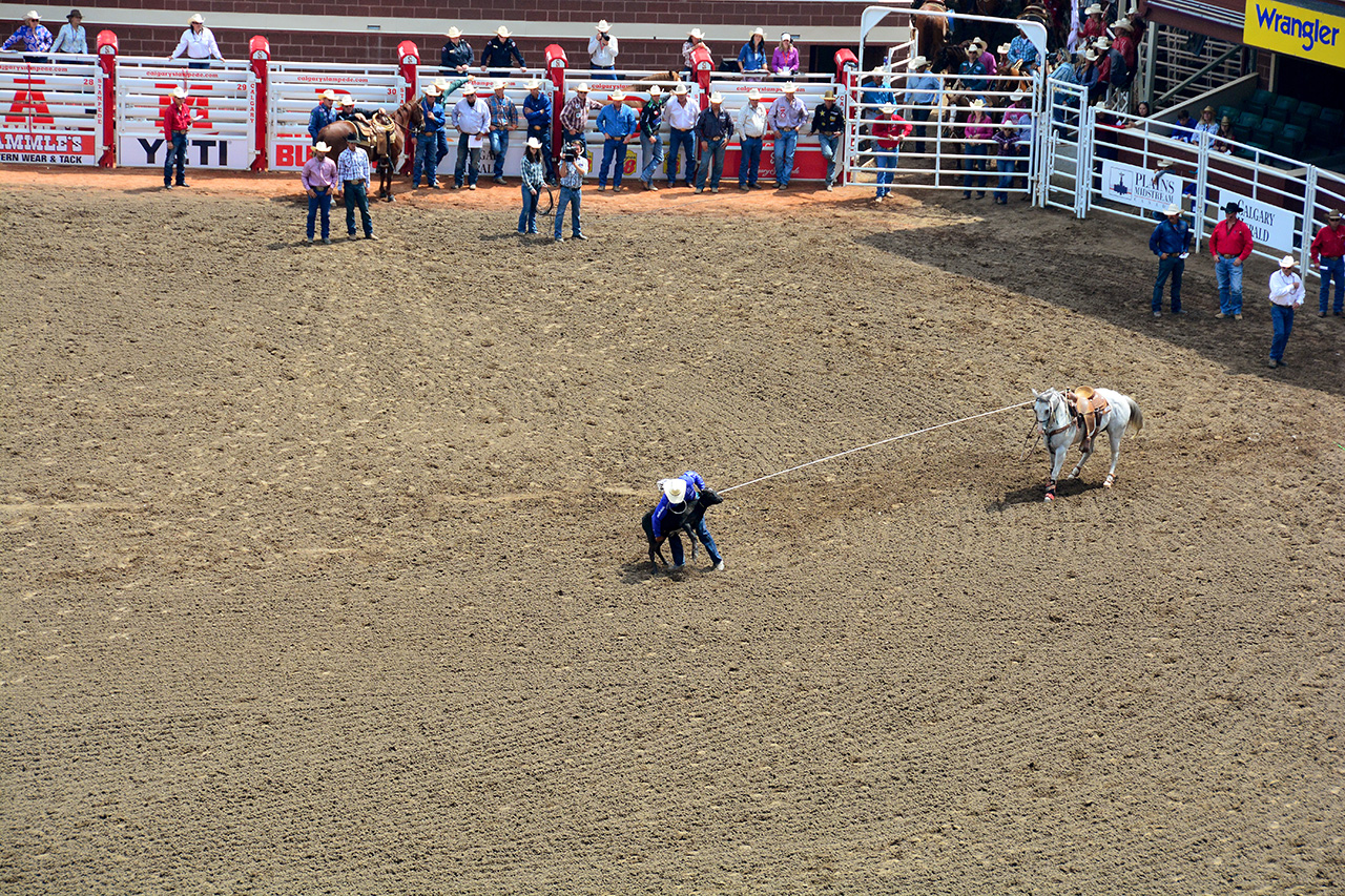 2017-07-10, 058, Calgary Stampede, AB, Tie Down Roping