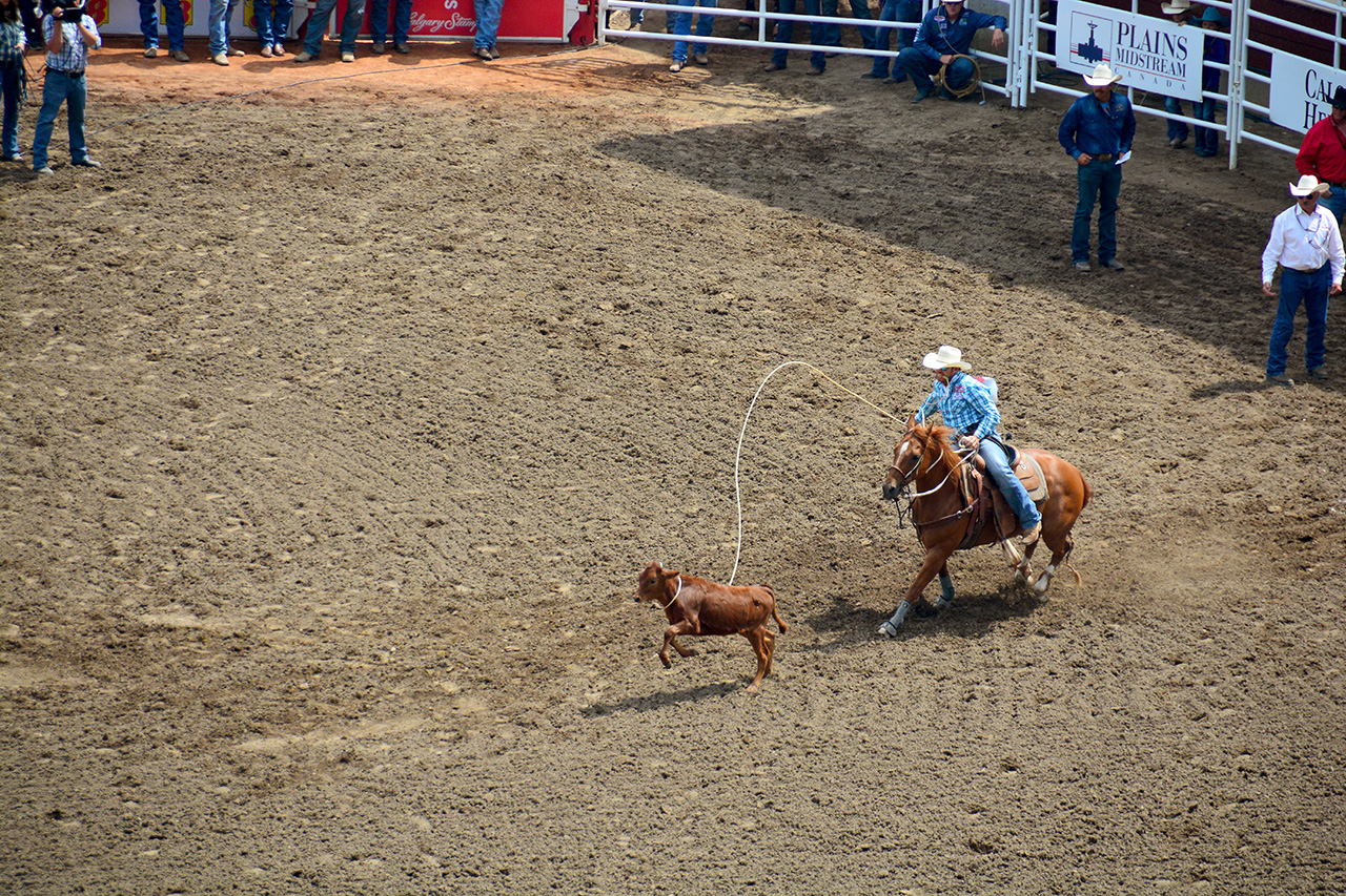 2017-07-10, 069, Calgary Stampede, AB, Tie Down Roping