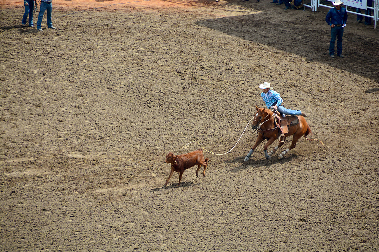 2017-07-10, 070, Calgary Stampede, AB, Tie Down Roping