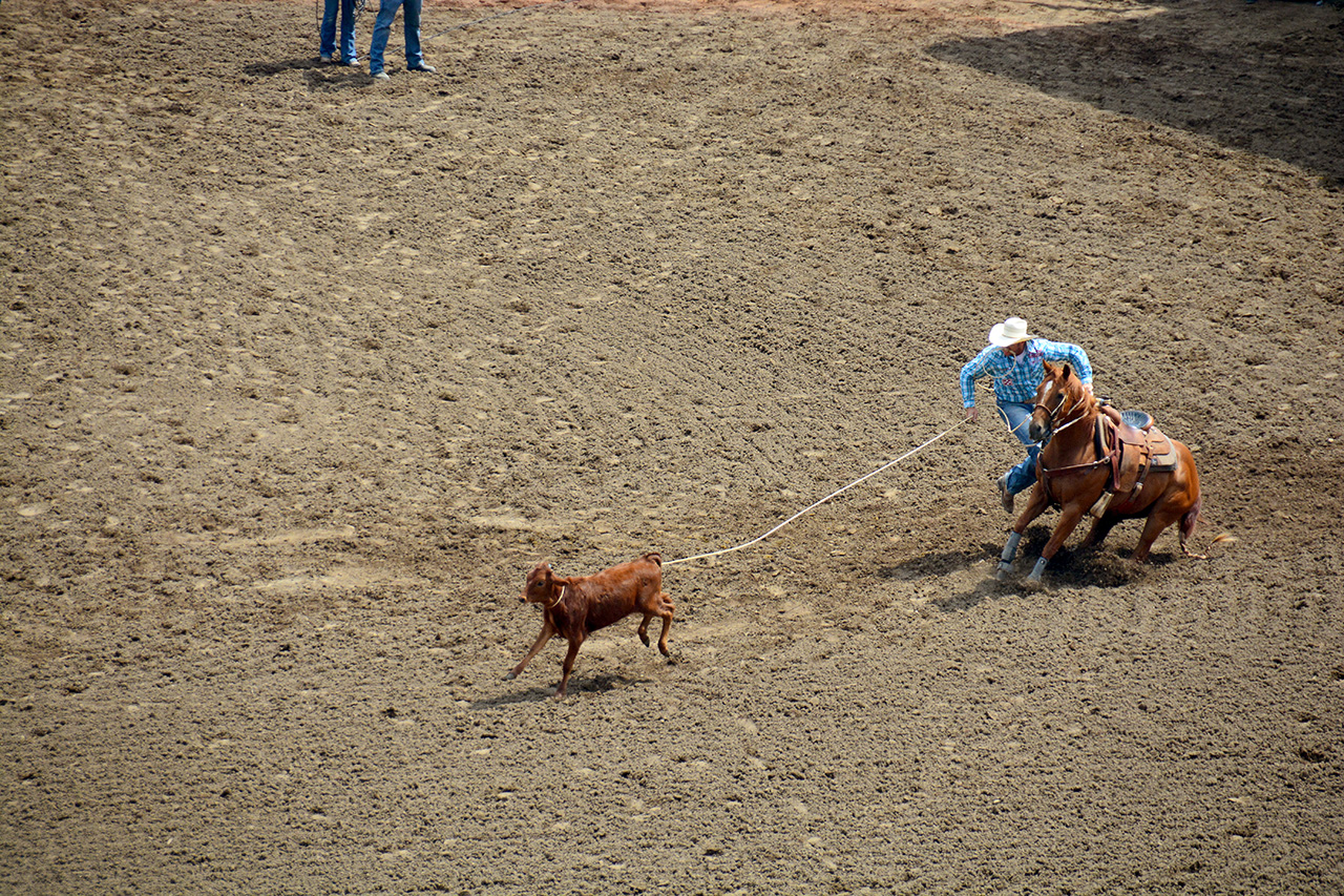 2017-07-10, 071, Calgary Stampede, AB, Tie Down Roping