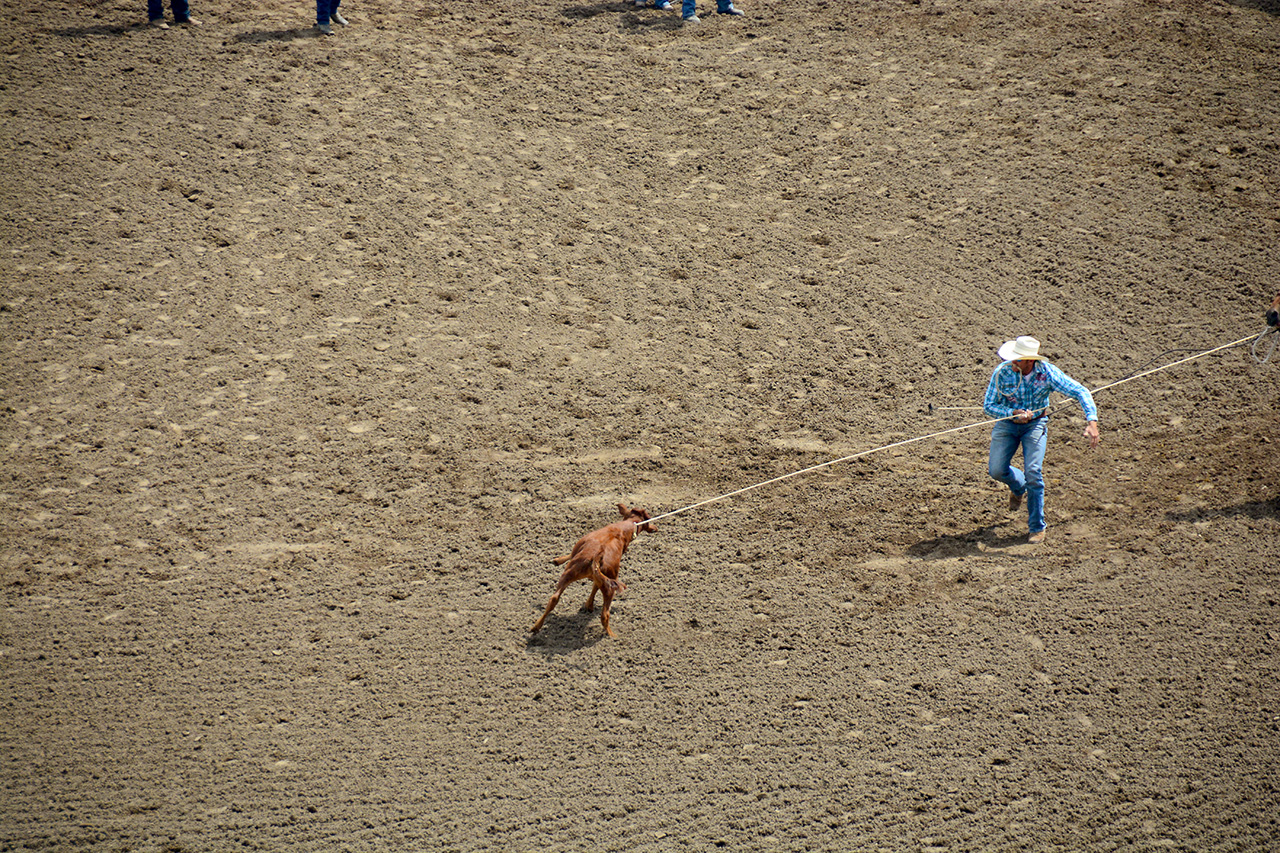2017-07-10, 072, Calgary Stampede, AB, Tie Down Roping