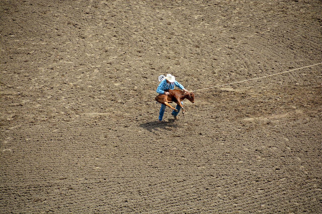 2017-07-10, 074, Calgary Stampede, AB, Tie Down Roping