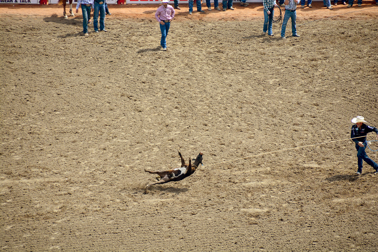 2017-07-10, 080, Calgary Stampede, AB, Tie Down Roping