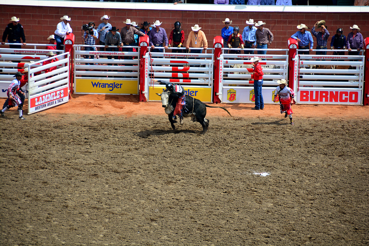 2017-07-10, 083, Calgary Stampede, AB, Steer Riding