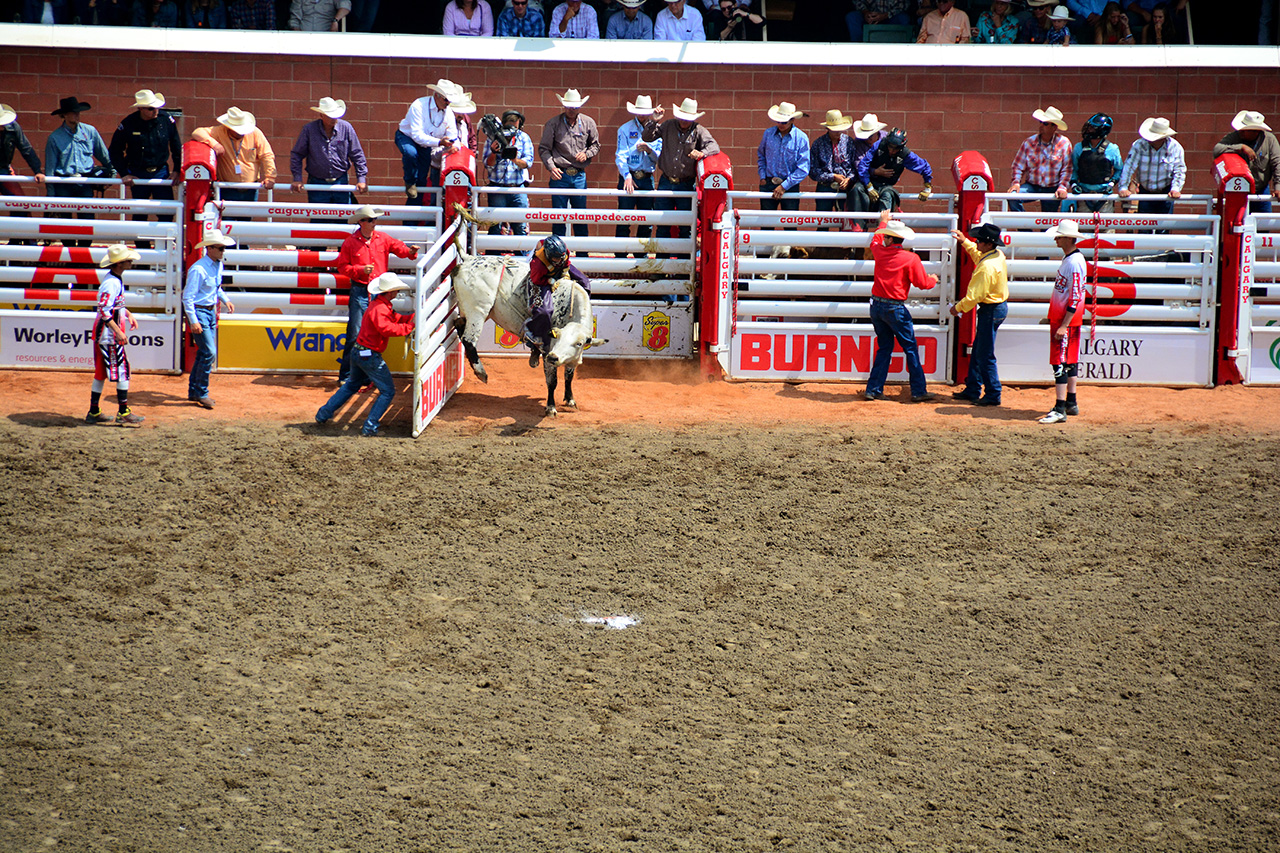 2017-07-10, 093, Calgary Stampede, AB, Steer Riding