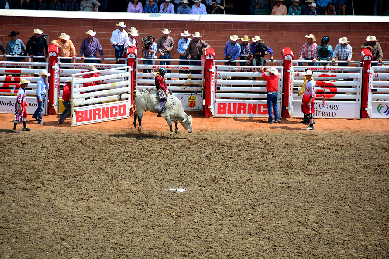 2017-07-10, 094, Calgary Stampede, AB, Steer Riding