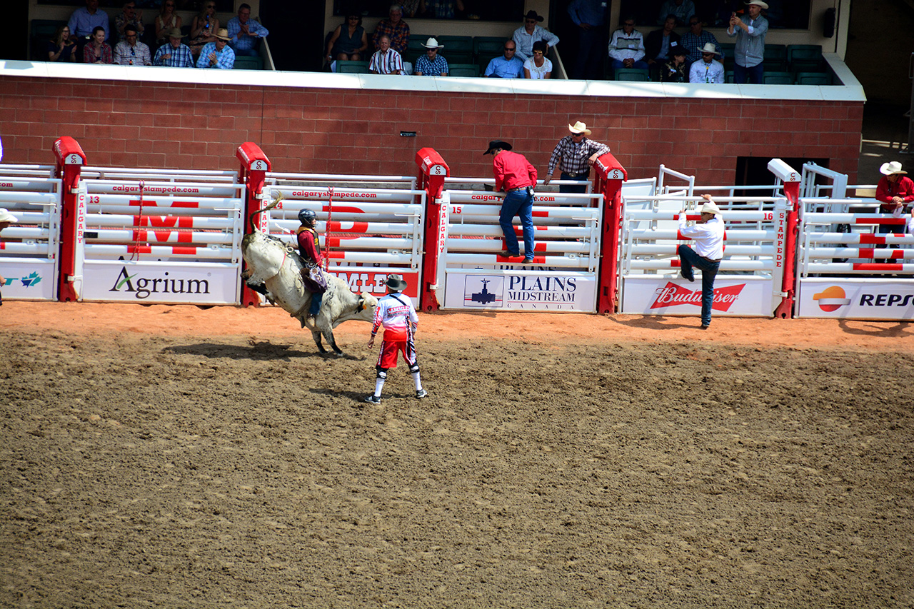 2017-07-10, 096, Calgary Stampede, AB, Steer Riding
