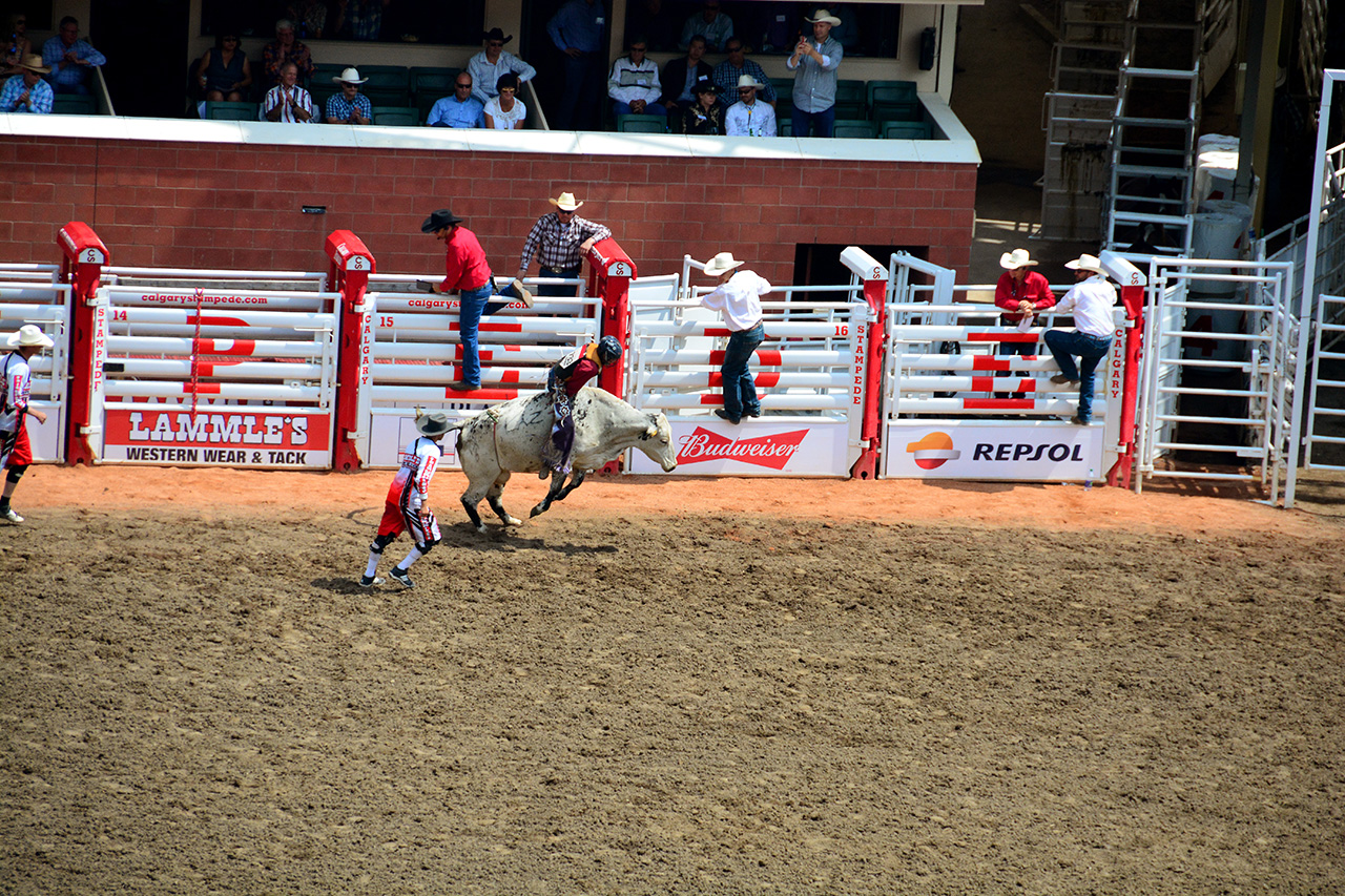 2017-07-10, 097, Calgary Stampede, AB, Steer Riding