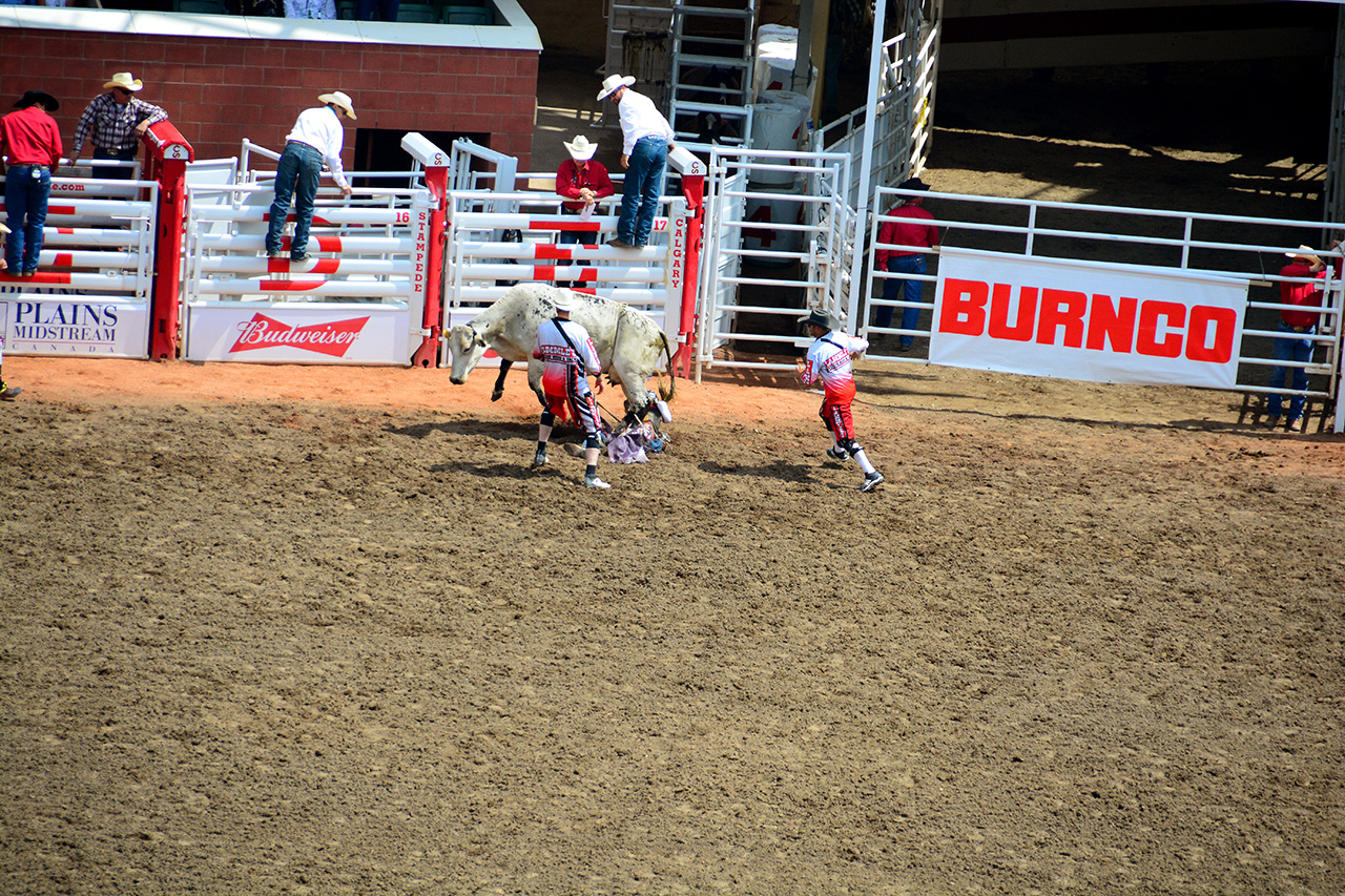 2017-07-10, 099, Calgary Stampede, AB, Steer Riding