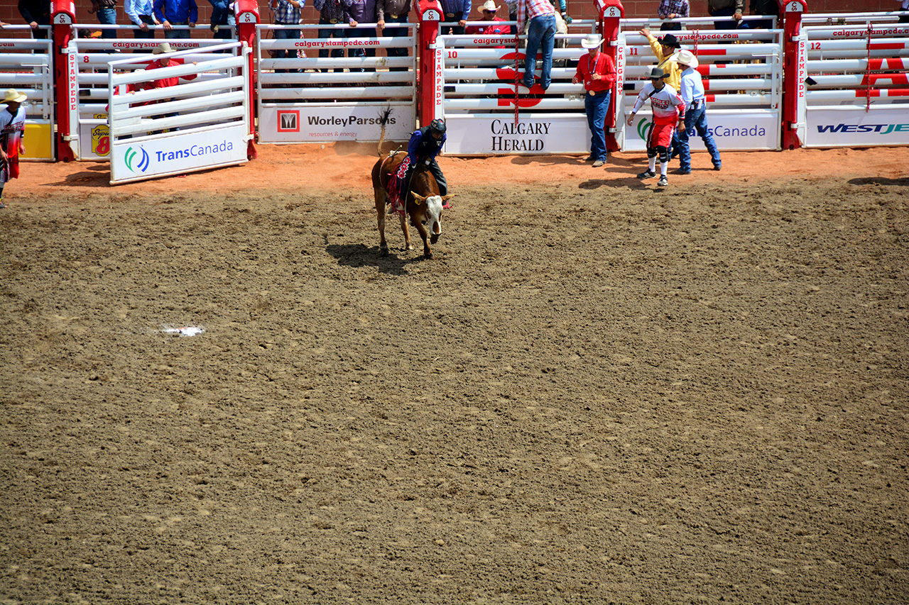 2017-07-10, 100, Calgary Stampede, AB, Steer Riding