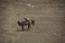 2017-07-10, 026, Calgary Stampede, AB, Saddle Bronco Riding