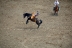 2017-07-10, 028, Calgary Stampede, AB, Saddle Bronco Riding