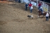 2017-07-10, 050, Calgary Stampede, AB, Tie Down Roping
