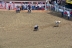2017-07-10, 058, Calgary Stampede, AB, Tie Down Roping