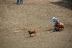 2017-07-10, 071, Calgary Stampede, AB, Tie Down Roping