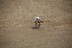 2017-07-10, 074, Calgary Stampede, AB, Tie Down Roping