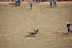 2017-07-10, 080, Calgary Stampede, AB, Tie Down Roping