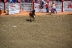 2017-07-10, 100, Calgary Stampede, AB, Steer Riding