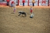 2017-07-10, 110, Calgary Stampede, AB, Steer Riding