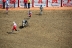 2017-07-10, 111, Calgary Stampede, AB, Steer Riding