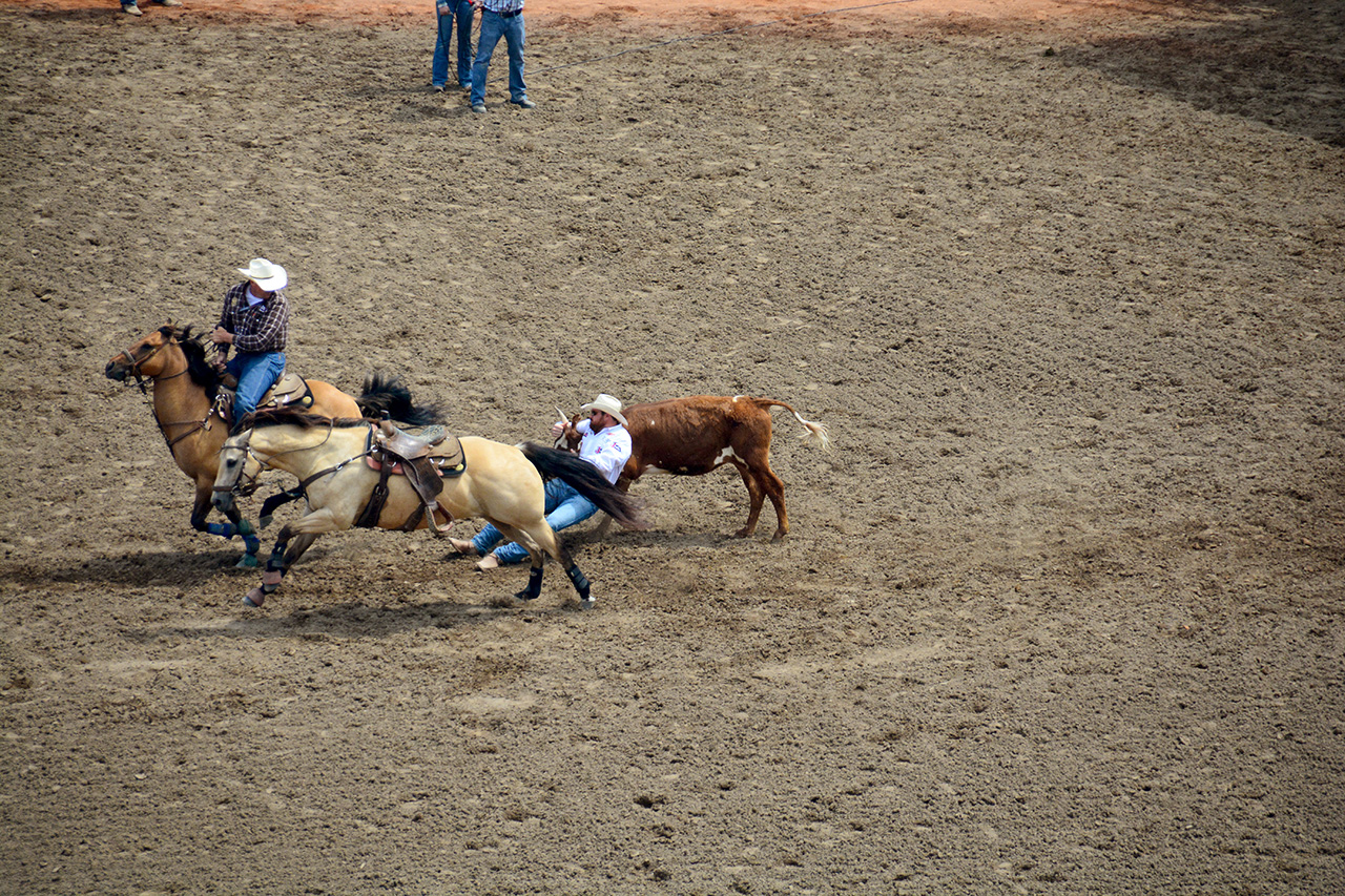 2017-07-10, 134, Calgary Stampede, AB, Steer Wrestling