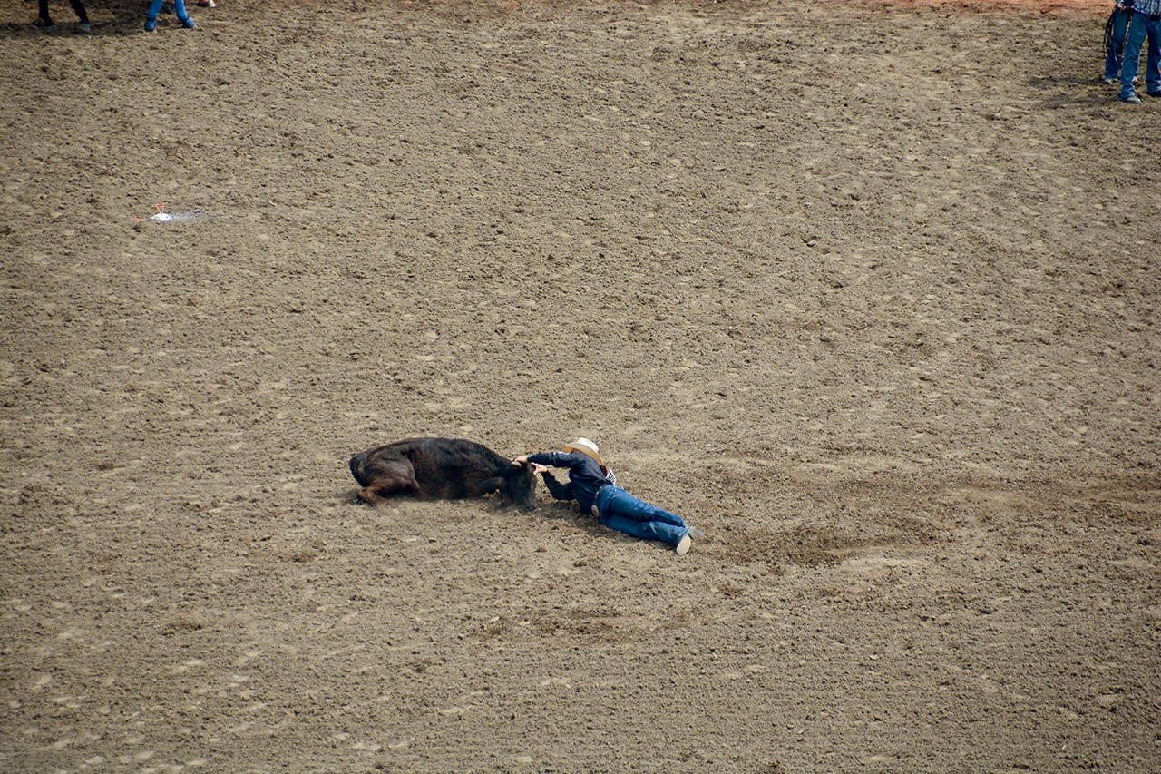 2017-07-10, 145, Calgary Stampede, AB, Steer Wrestling