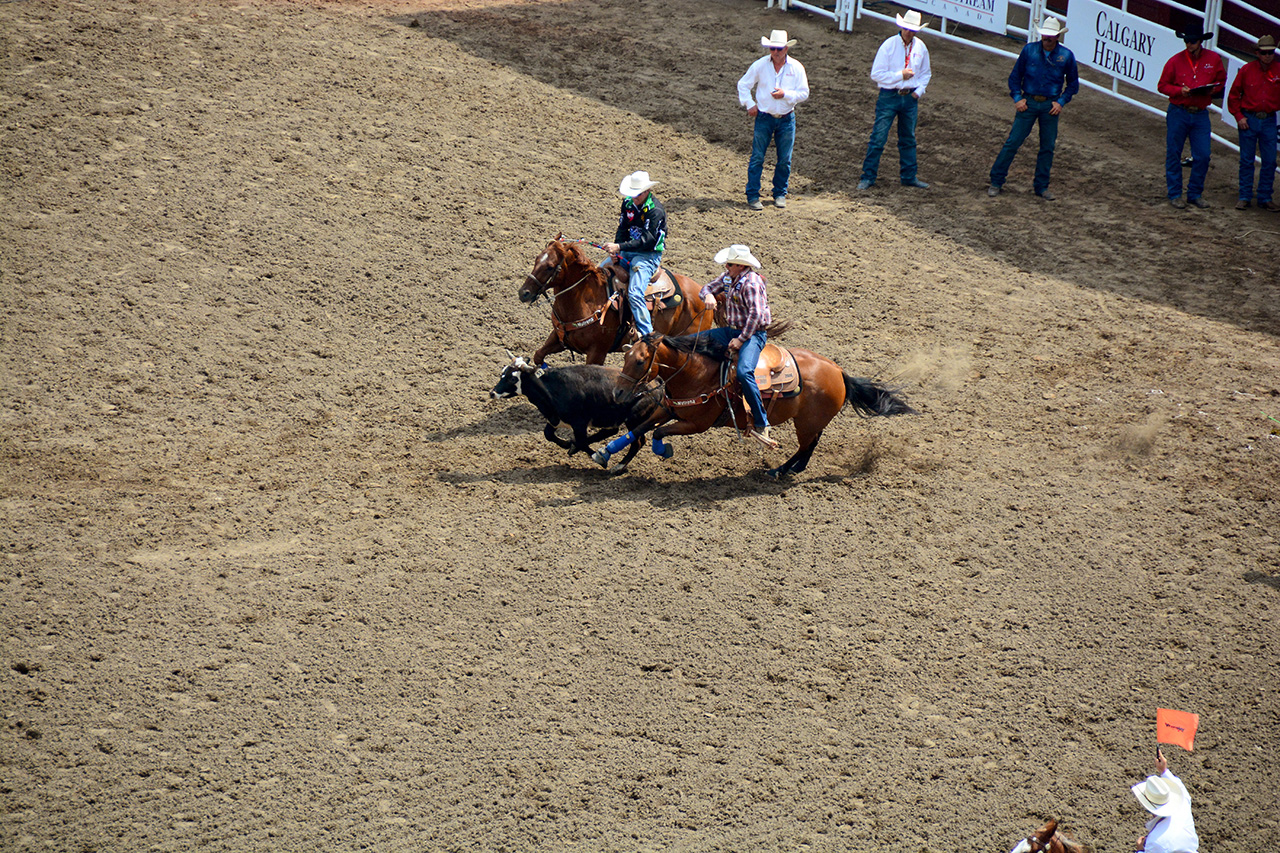 2017-07-10, 151, Calgary Stampede, AB, Steer Wrestling