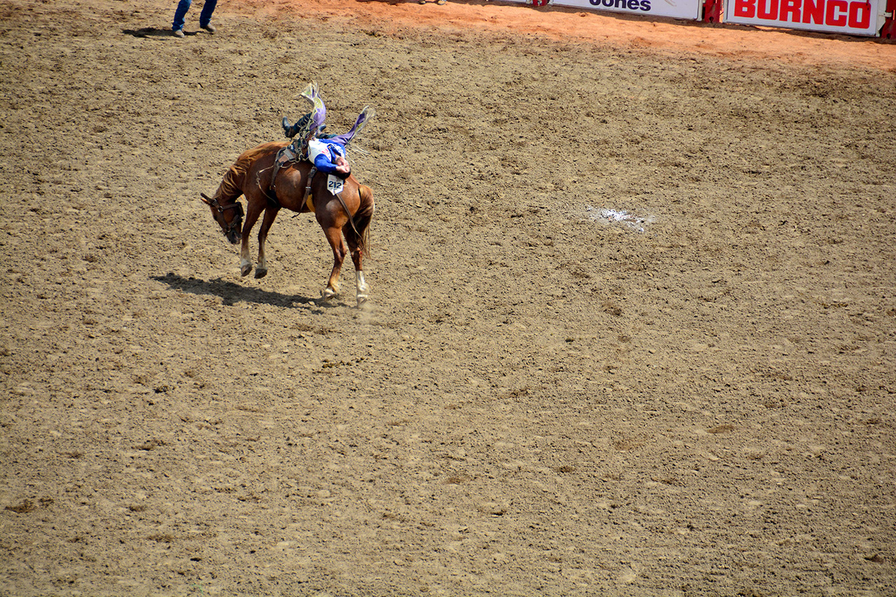 2017-07-10, 188, Calgary Stampede, AB, Bareback Bronco Riding