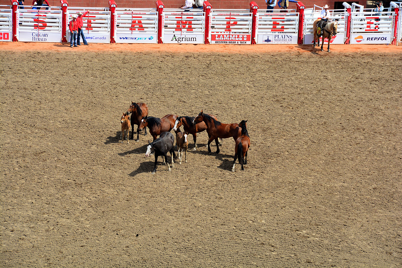 2017-07-10, 237, Calgary Stampede, AB, Bareback Bronco Riding