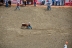 2017-07-10, 130, Calgary Stampede, AB, Steer Wrestling