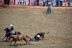 2017-07-10, 144, Calgary Stampede, AB, Steer Wrestling