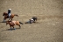 2017-07-10, 154, Calgary Stampede, AB, Steer Wrestling
