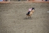 2017-07-10, 170, Calgary Stampede, AB, Bareback Bronco Riding