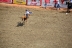 2017-07-10, 185, Calgary Stampede, AB, Bareback Bronco Riding