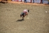 2017-07-10, 194, Calgary Stampede, AB, Bareback Bronco Riding