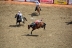 2017-07-10, 196, Calgary Stampede, AB, Bareback Bronco Riding