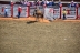 2017-07-10, 202, Calgary Stampede, AB, Bareback Bronco Riding