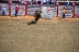 2017-07-10, 203, Calgary Stampede, AB, Bareback Bronco Riding