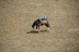 2017-07-10, 236, Calgary Stampede, AB, Bareback Bronco Riding