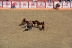 2017-07-10, 237, Calgary Stampede, AB, Bareback Bronco Riding