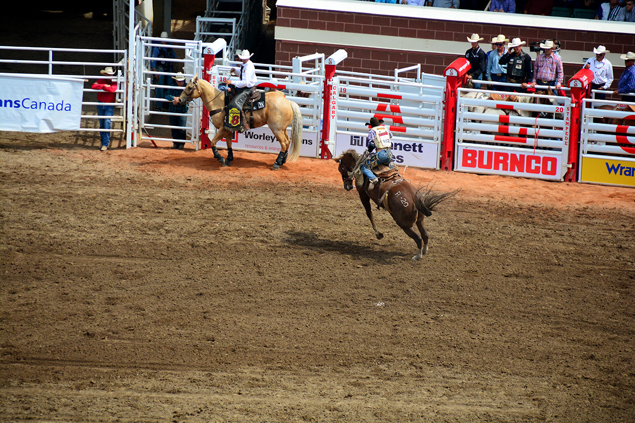 2017-07-10, 259, Calgary Stampede, AB, Saddled Bronco Riding