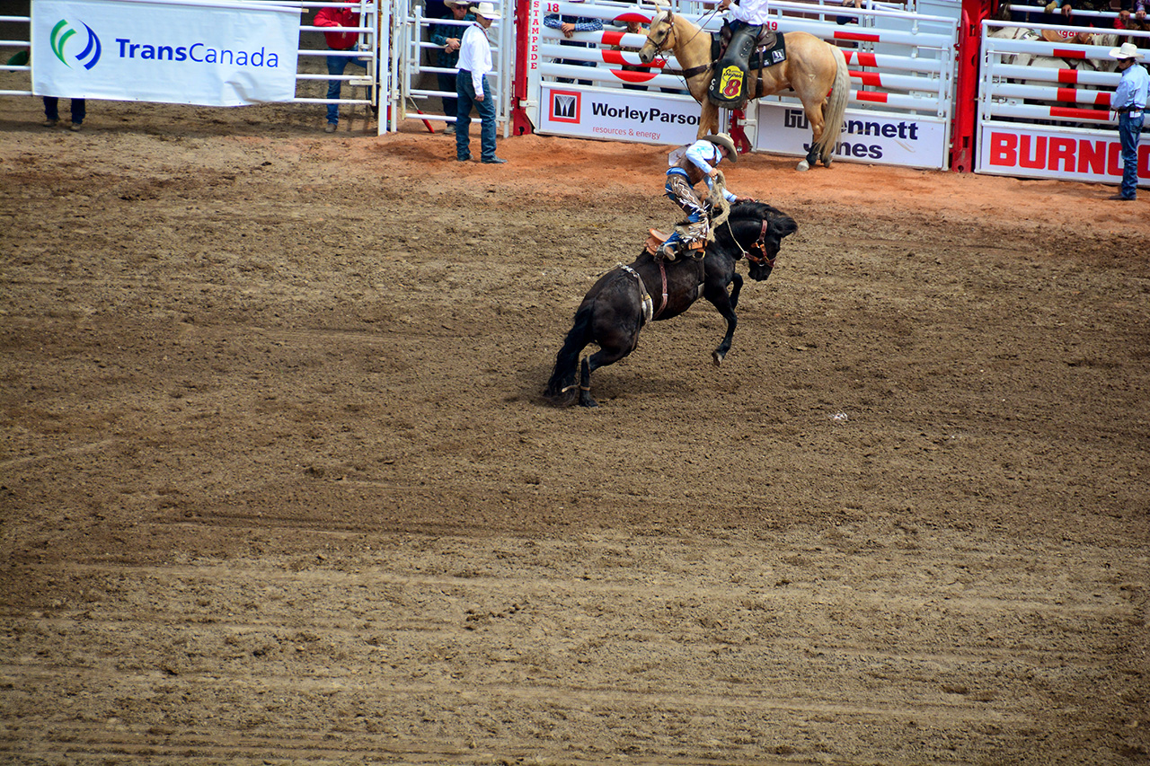 2017-07-10, 262, Calgary Stampede, AB, Saddled Bronco Riding
