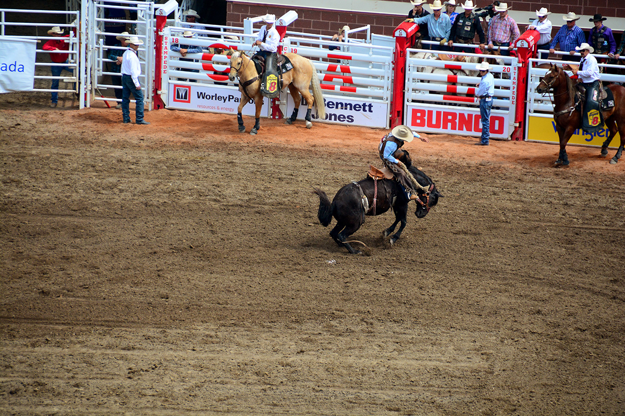 2017-07-10, 263, Calgary Stampede, AB, Saddled Bronco Riding