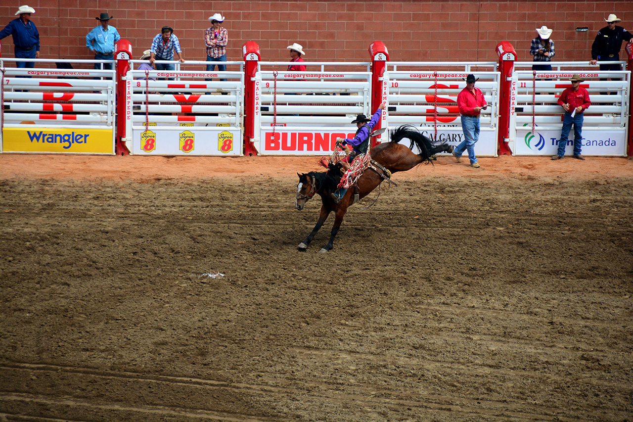 2017-07-10, 267, Calgary Stampede, AB, Saddled Bronco Riding
